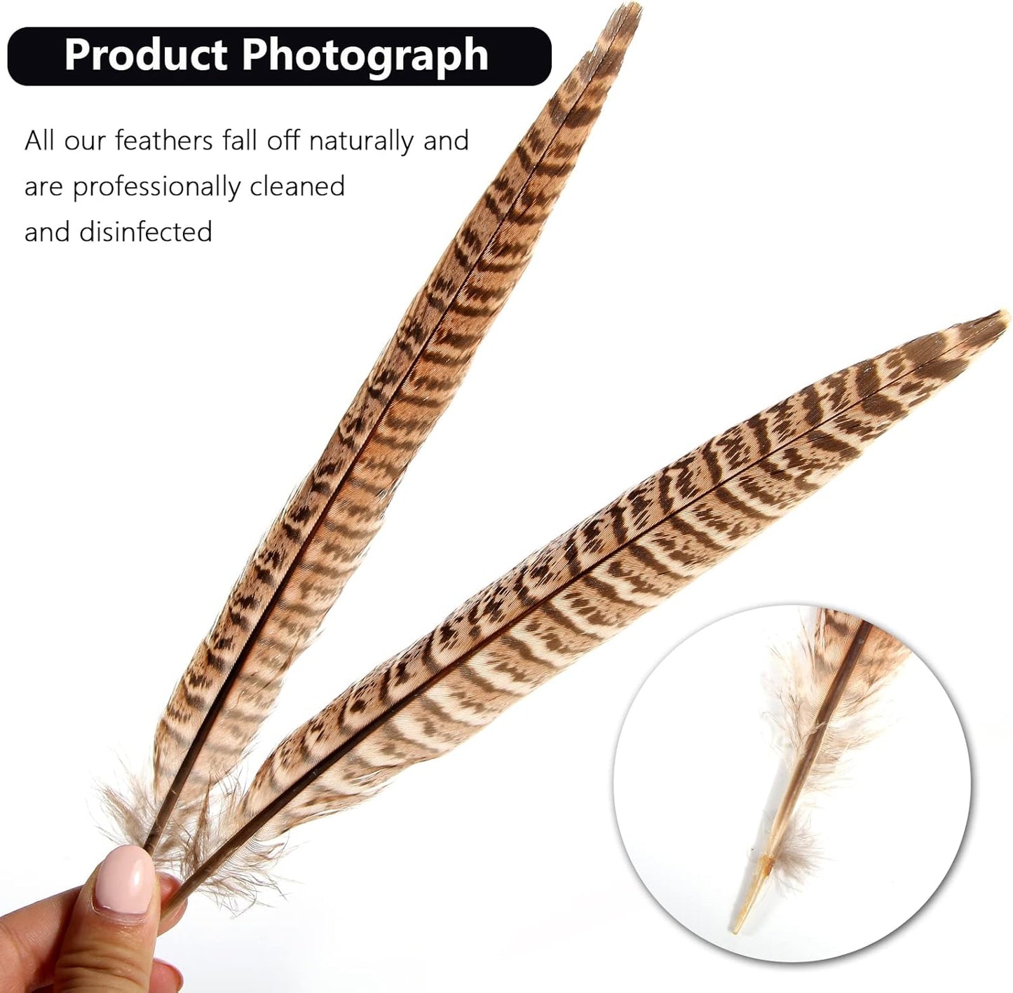 30pcs  Female Ringneck Pheasant Tails Feathers Natural Feathers
