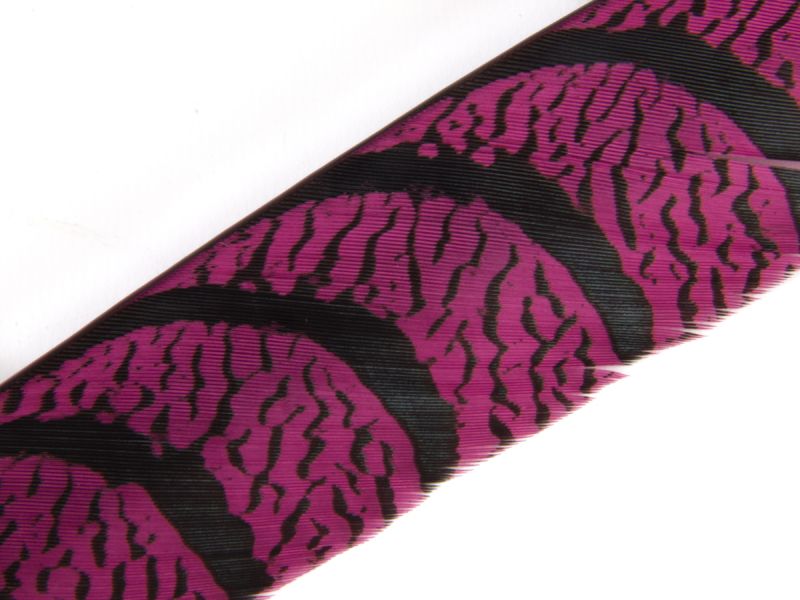 35-40 inch Zebra Pheasant Feather