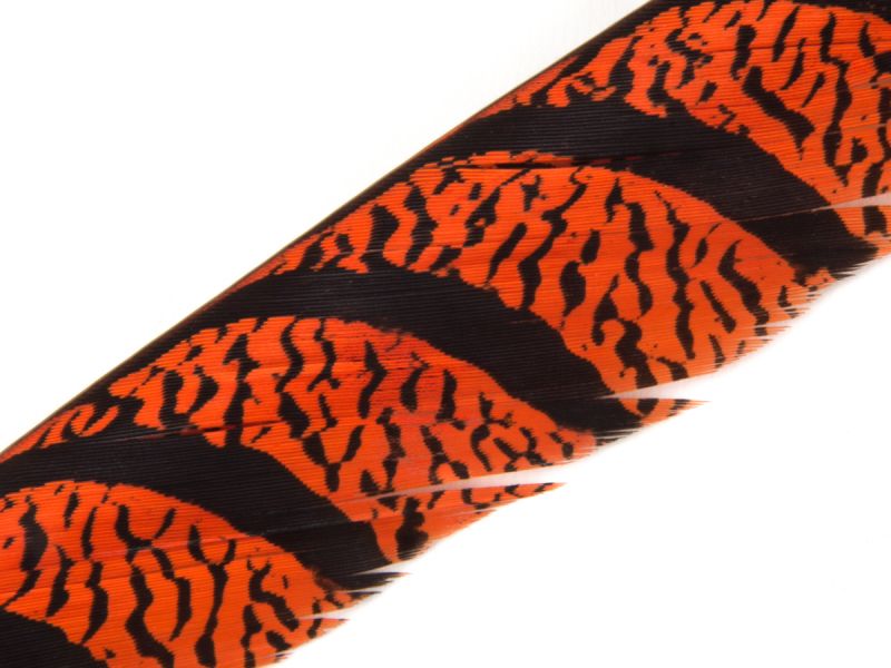 35-40 inch Zebra Pheasant Feather