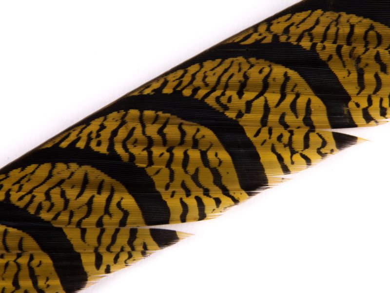 35-40 inch Zebra Pheasant Feather