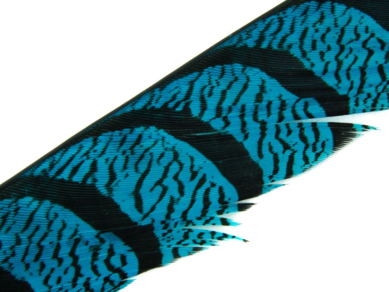 35-40 inch Zebra Pheasant Feather