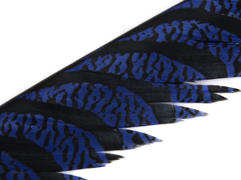 35-40 inch Zebra Pheasant Feather