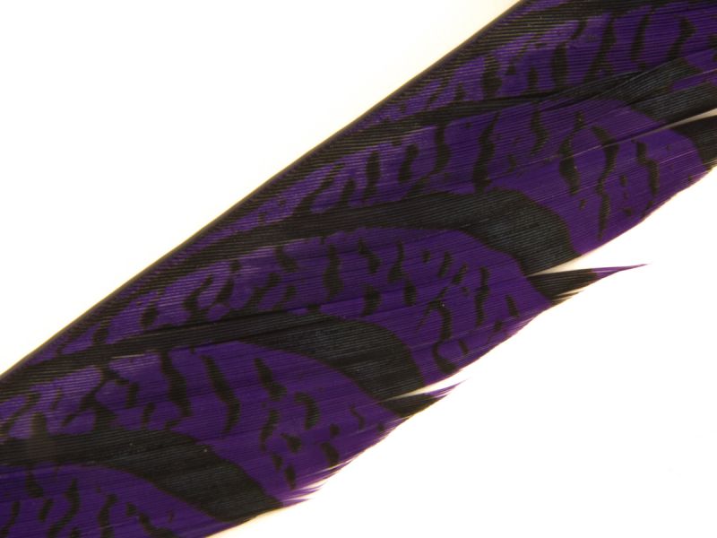 35-40 inch Zebra Pheasant Feather