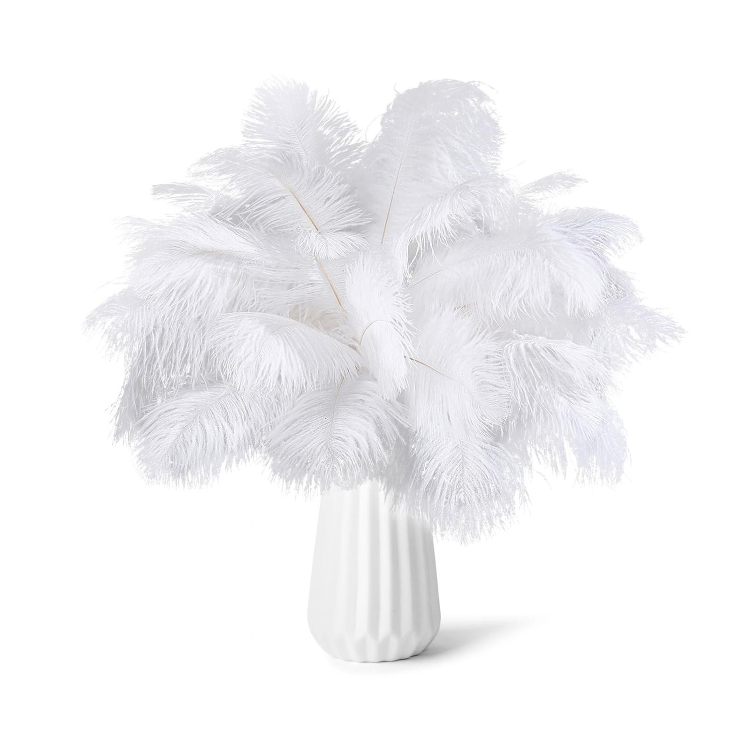 Ostrich Feathers