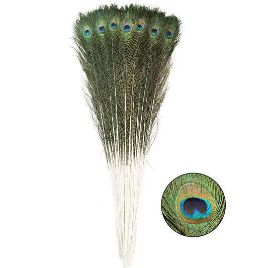 Natural peacock tail feathers