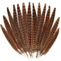 Female pheasant tail feathers