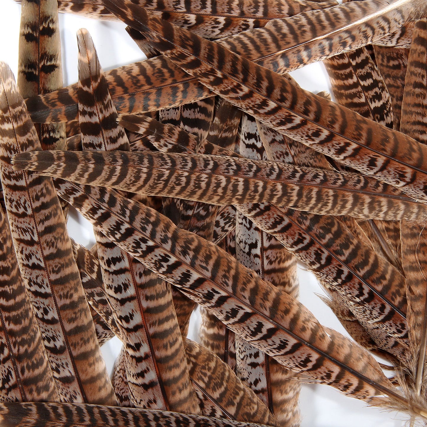 Female pheasant tail feathers