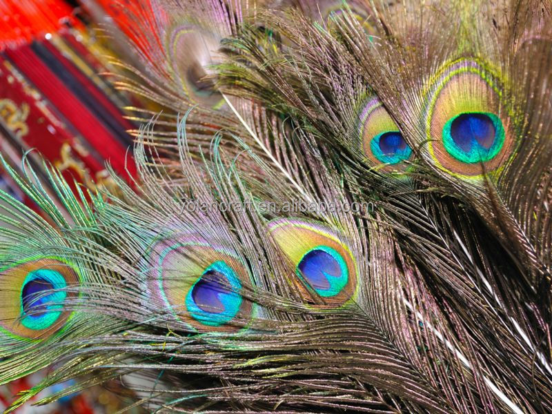 Natural peacock tail feathers