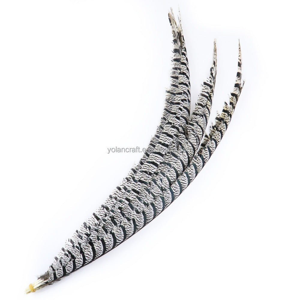 Zebra Pheasant Feathers