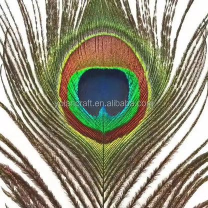 Natural peacock tail feathers