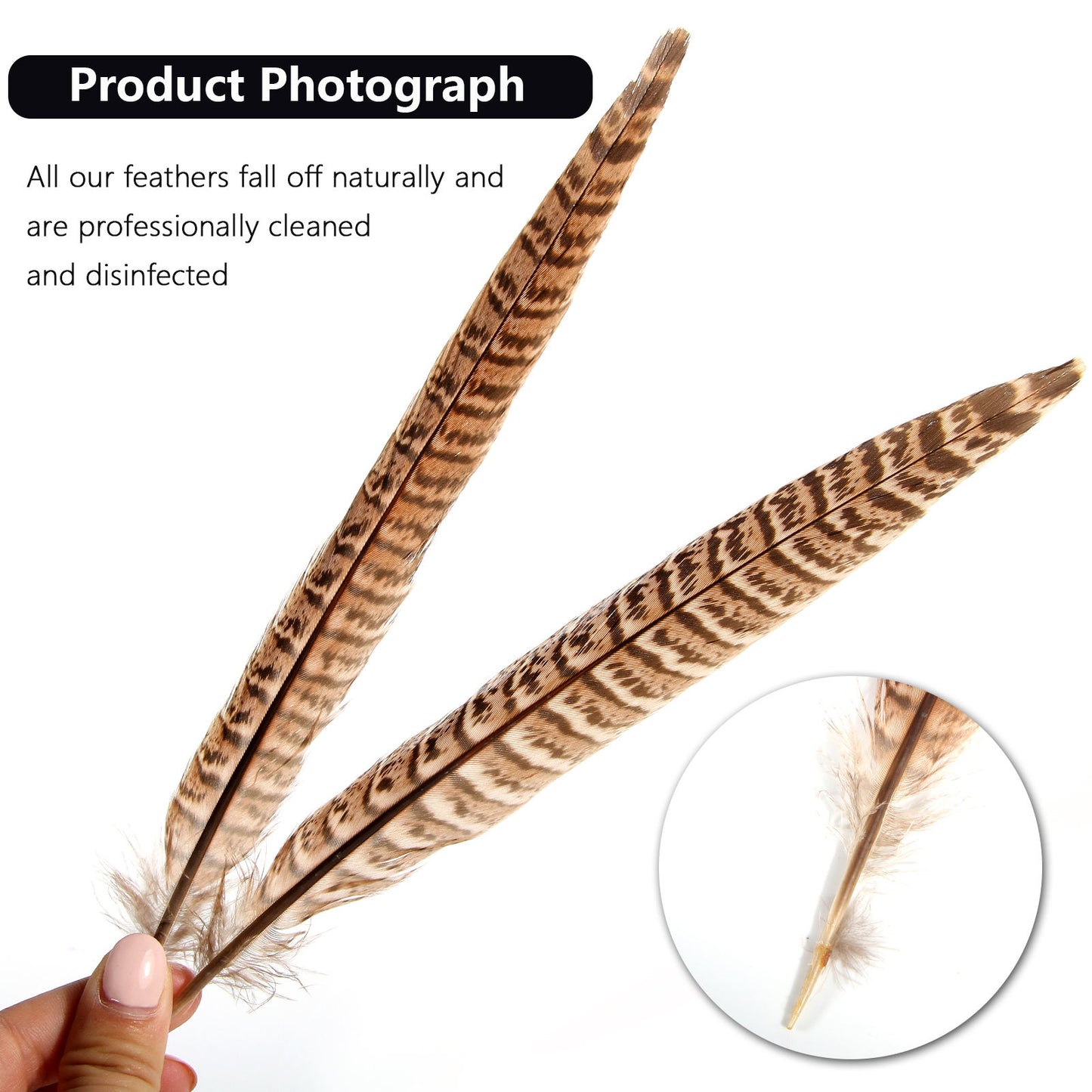 Female pheasant tail feathers