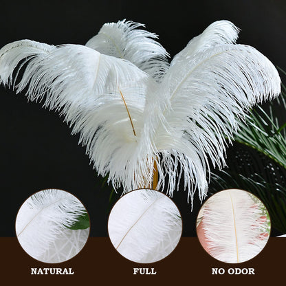 Ostrich Feathers (Bulk)