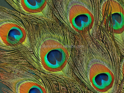 Natural peacock tail feathers