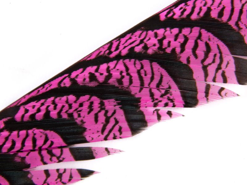 40-45 inch Zebra Pheasant Feathers