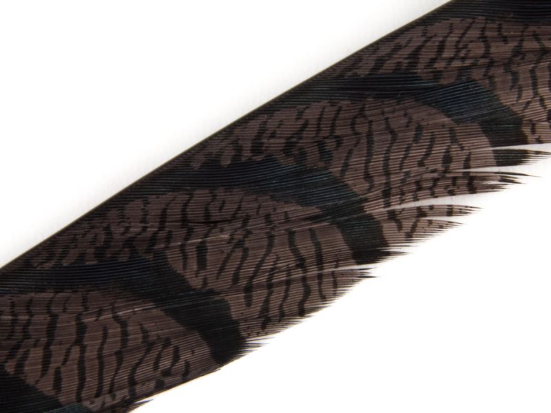 40-45 inch Zebra Pheasant Feathers