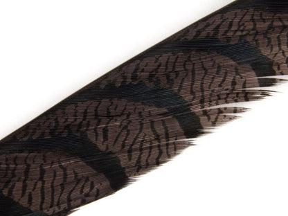 40-45 inch Zebra Pheasant Feathers