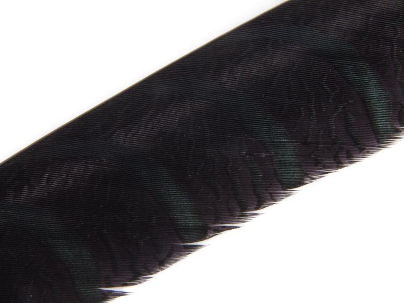 30-35 inch dyed Lady Amherst pheasant feathers