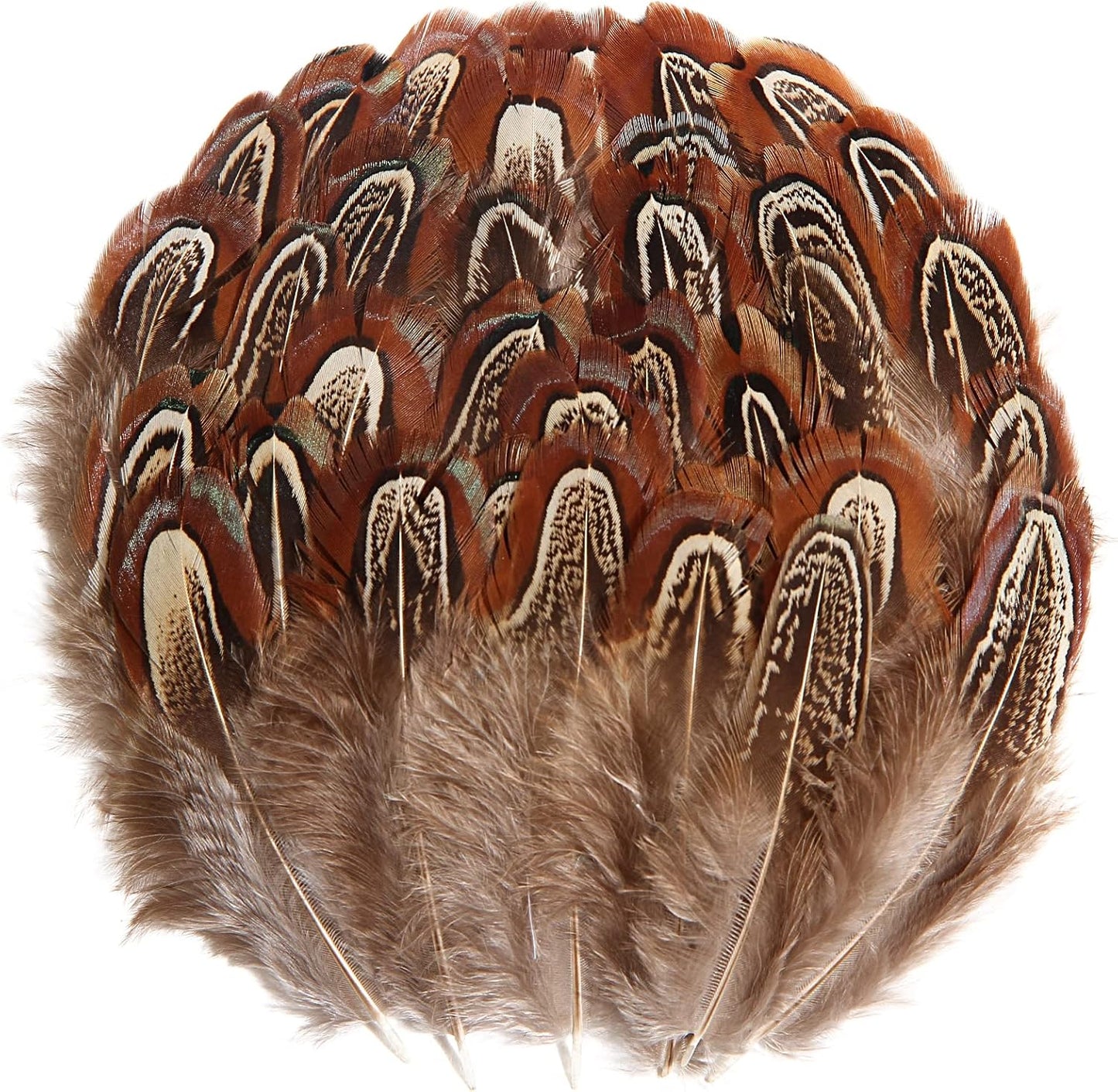 Pheasant Plumage Feathers 120pcs Natural 2-3 Inches