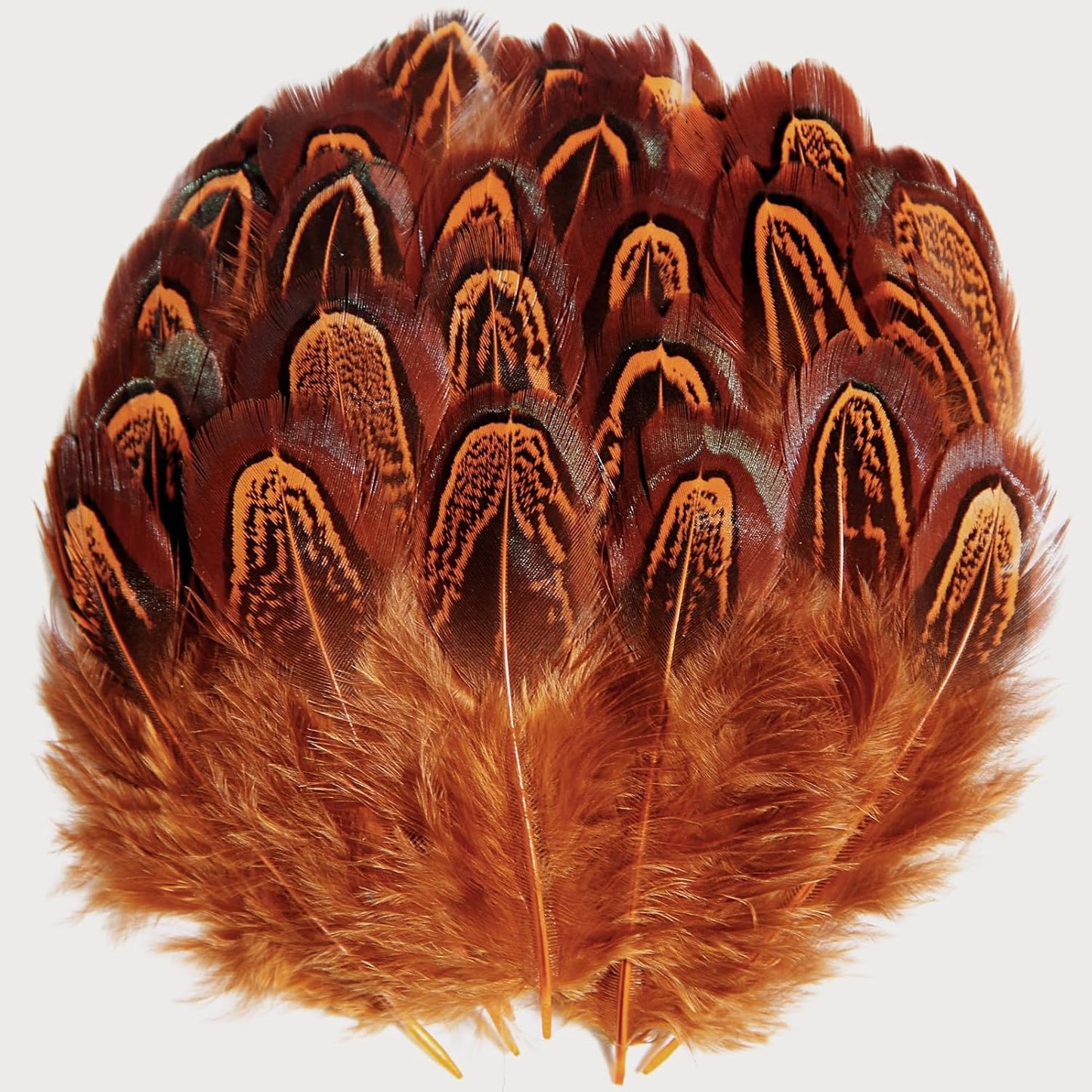 Pheasant Plumage Feathers 120pcs Natural 2-3 Inches