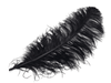 OSTRICH WING FEATHERS | OSTRICH PLUMES (PACK OF 12)